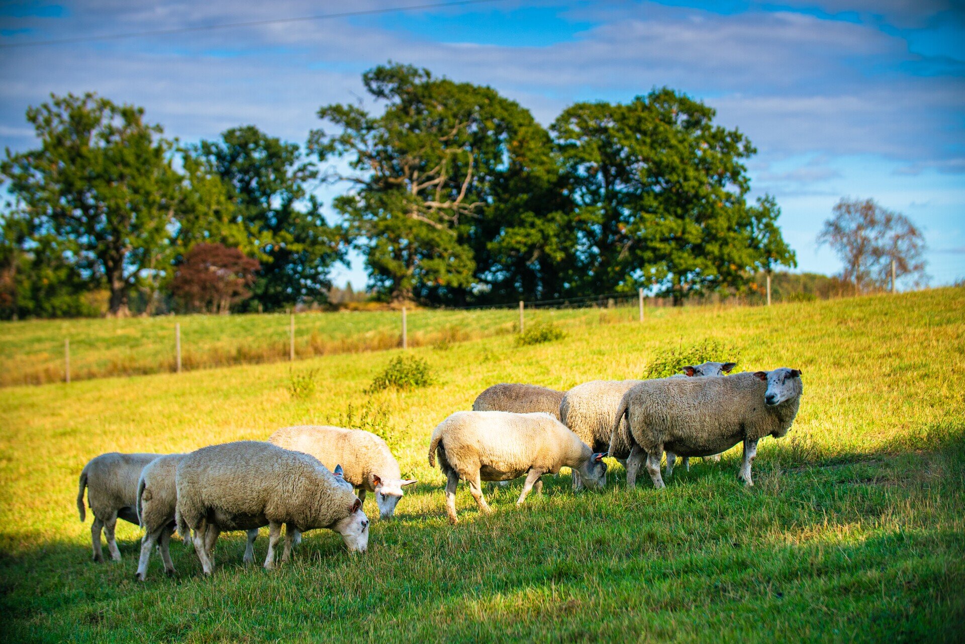 En gruppe hvite sauer beiter i Ås, landskapet bak viser vårlig natur med grønne trær og gress.