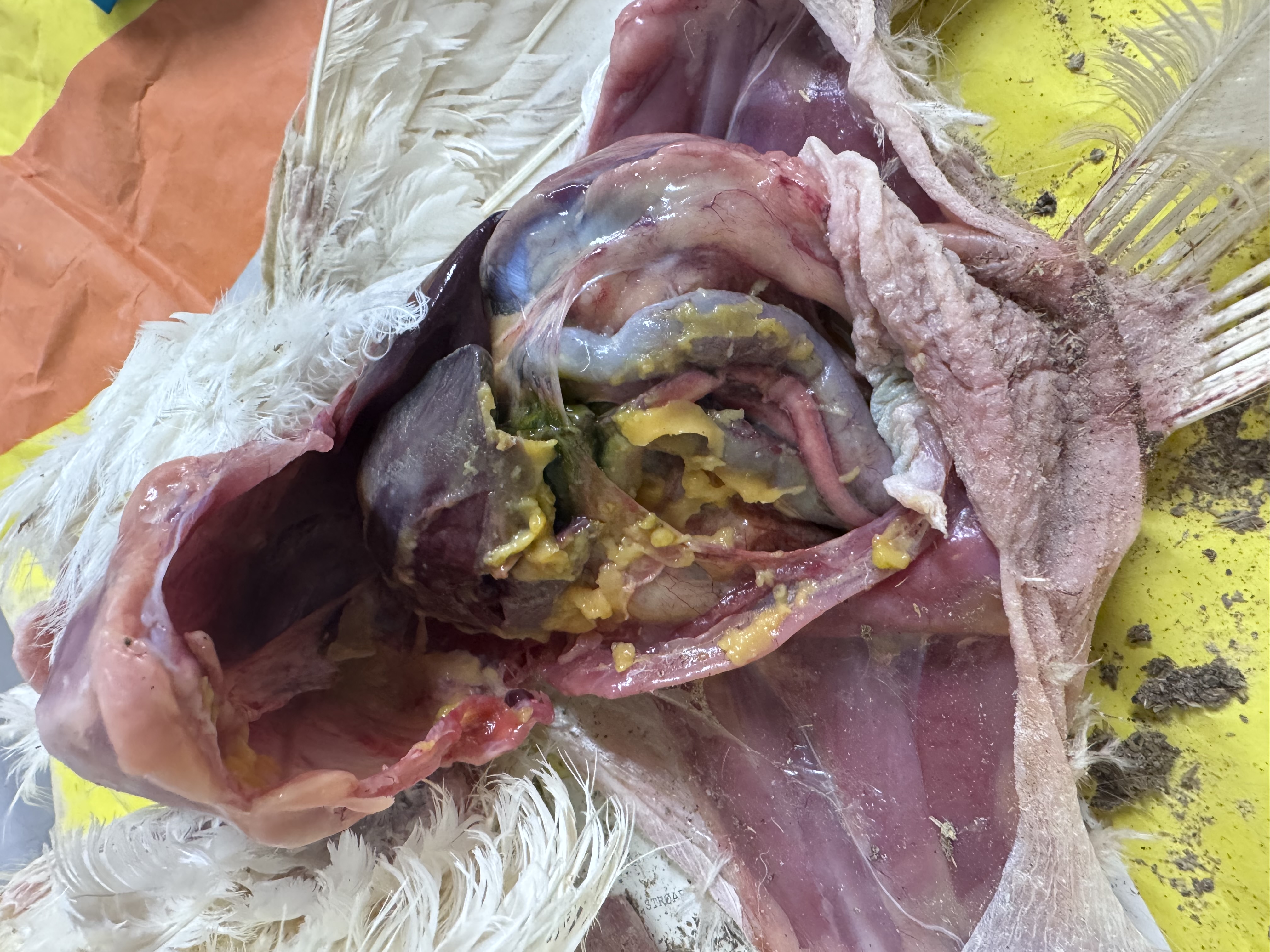 colibacillose med synlig peritonitt og perihepatitt