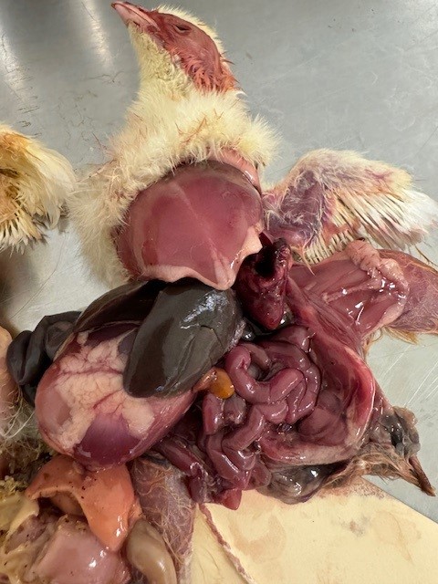 Bilde 2: Colisepsis hos ung slaktekylling med typisk mørk lever