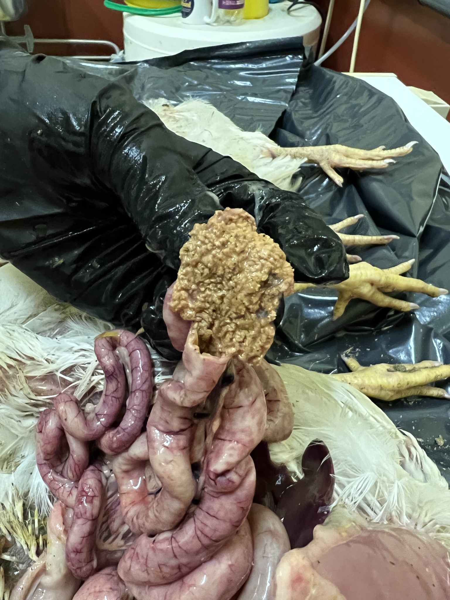 Nekrotiserende enteritt hos slaktekylling. Bildene viser gulbrune pseudomembraner på grunn av nekrose av tarmepitel.