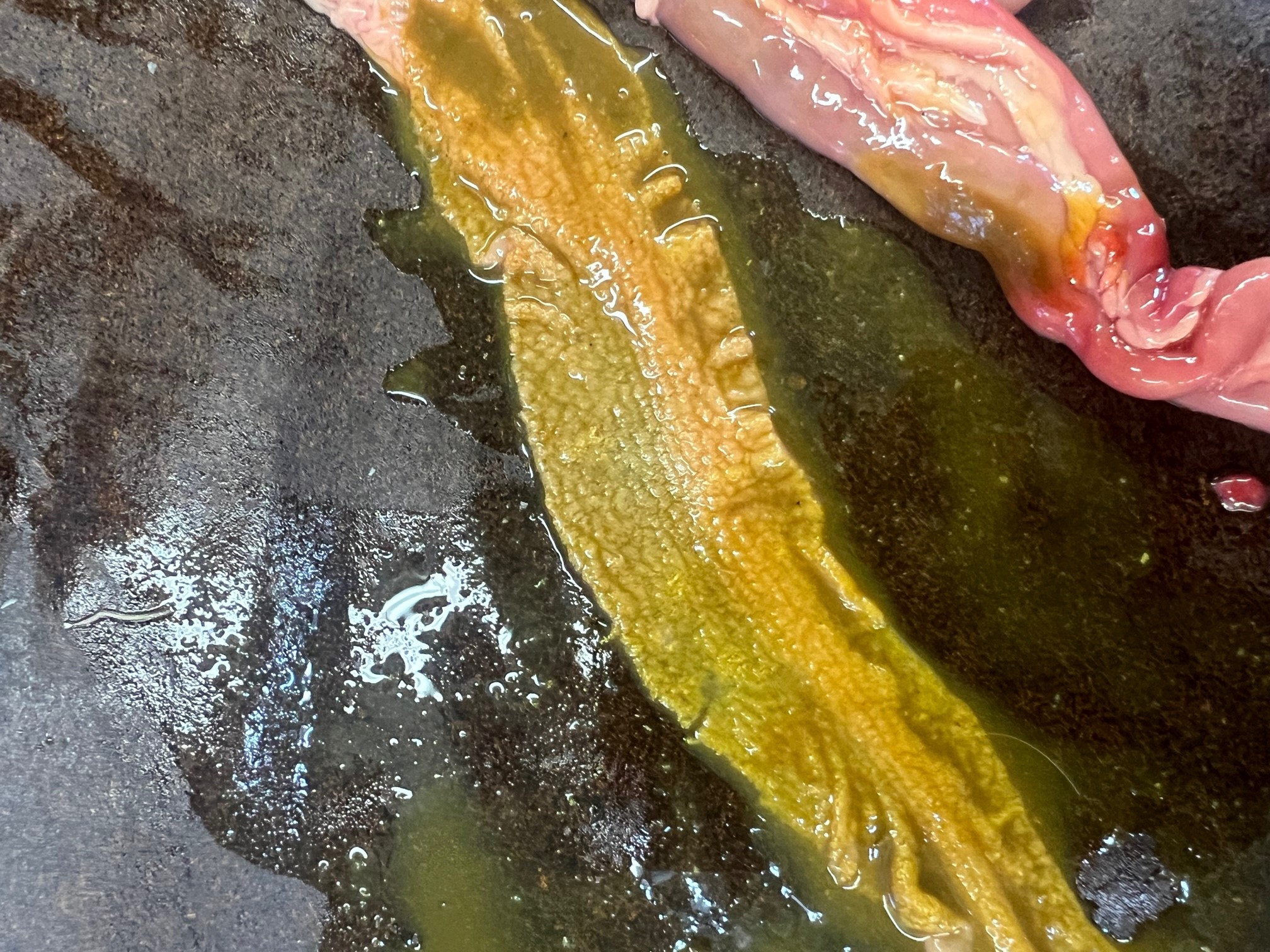 gulbrune pseudomembraner i tynntarm hos en fugl med nekrotisk enteritt. Tarminnholdet er brunt og vandig. 