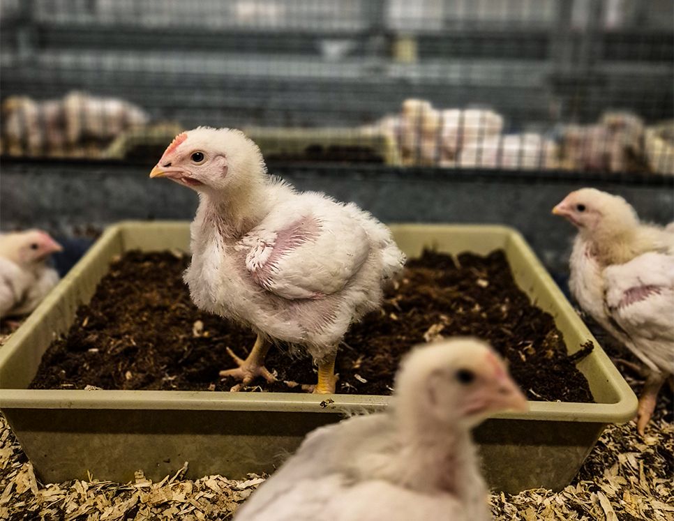 Kyllinger i forskningsprosjektet BlueMusselFeed som får blåskjellprotein i fôret.