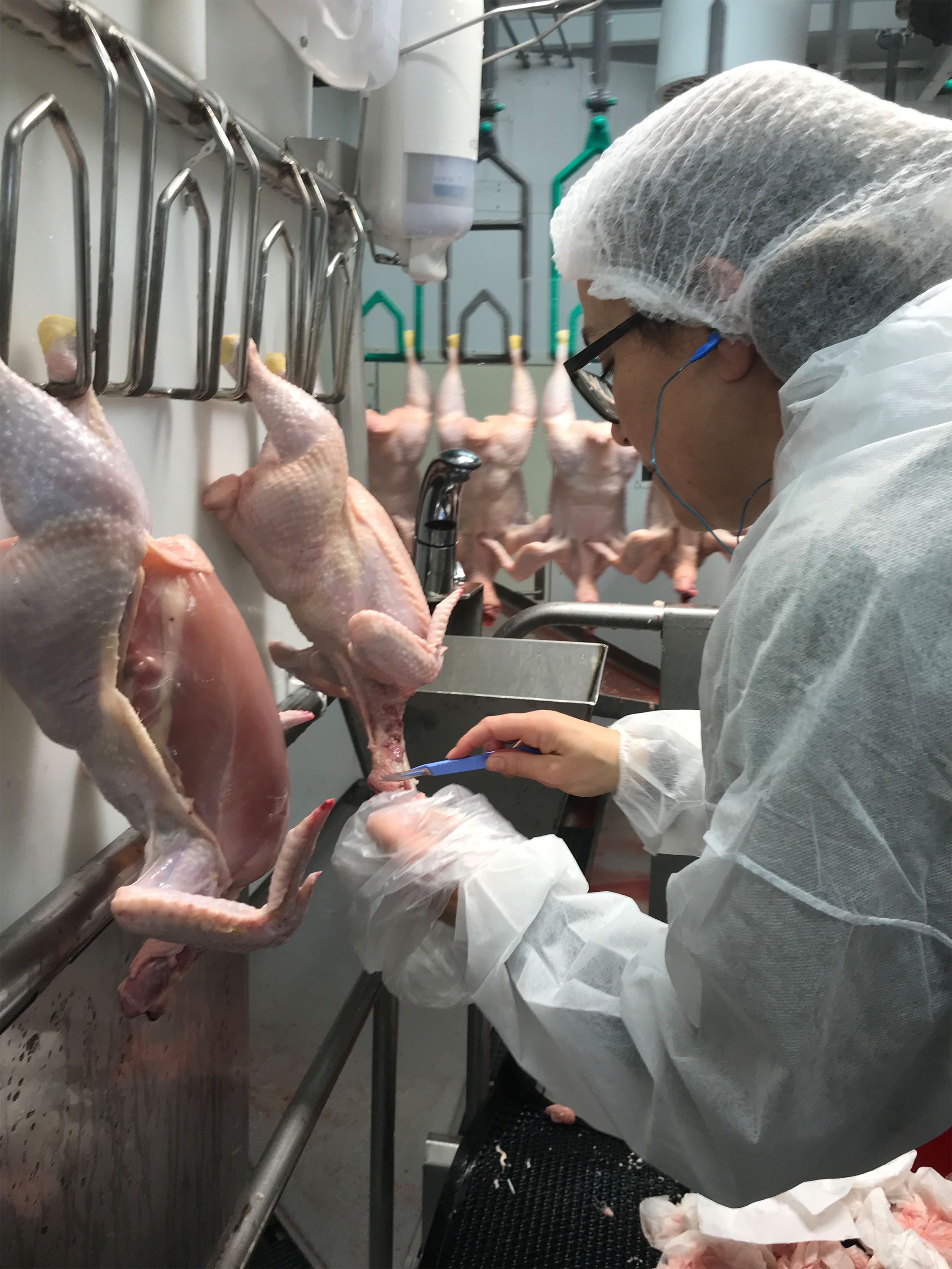 Prøvetaking av Camplyobacter på kyllingslakt
