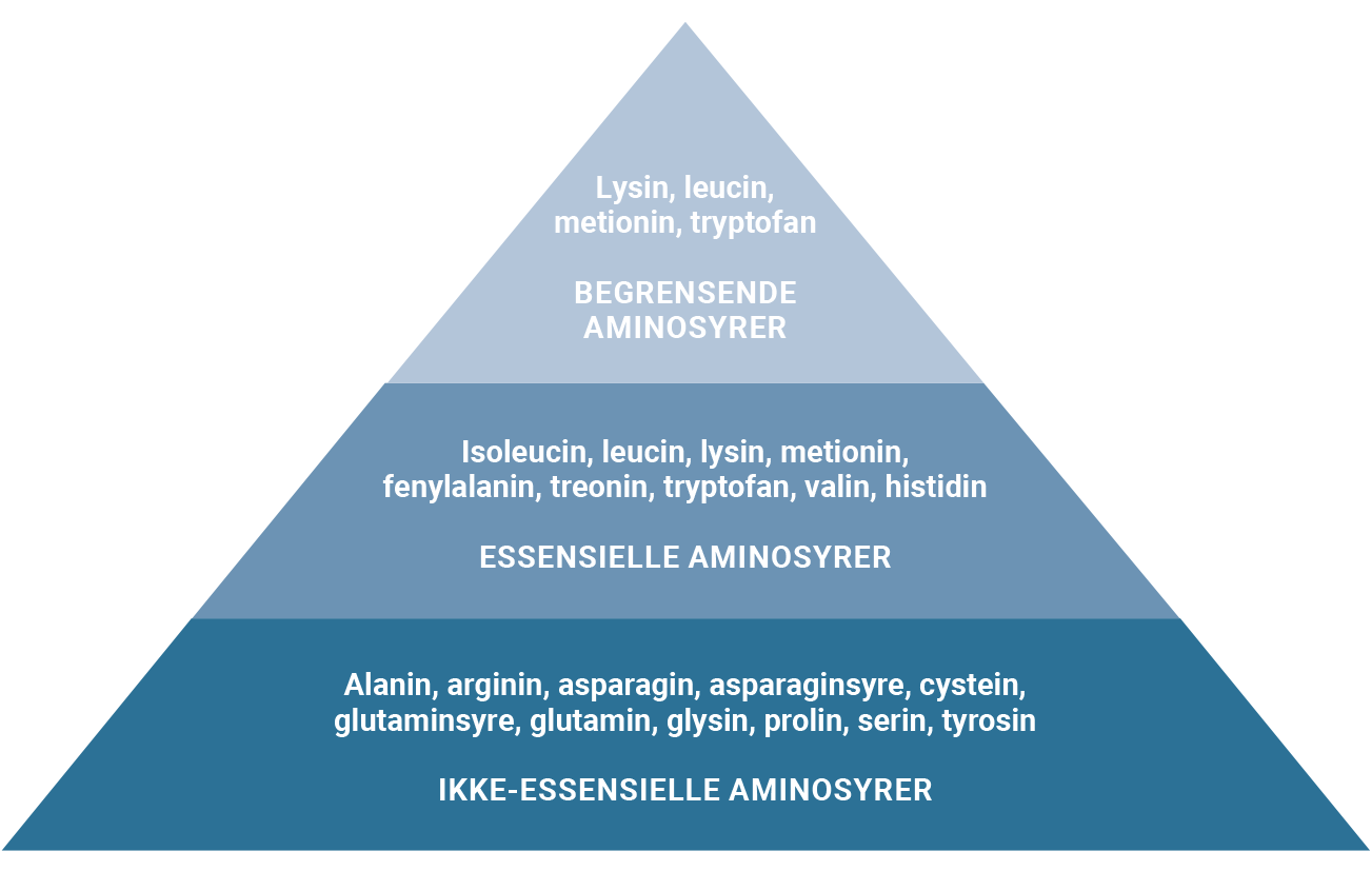 Figuren viser hvilke aminosyrer som er essensielle, ikke-essensielle og begrensende.