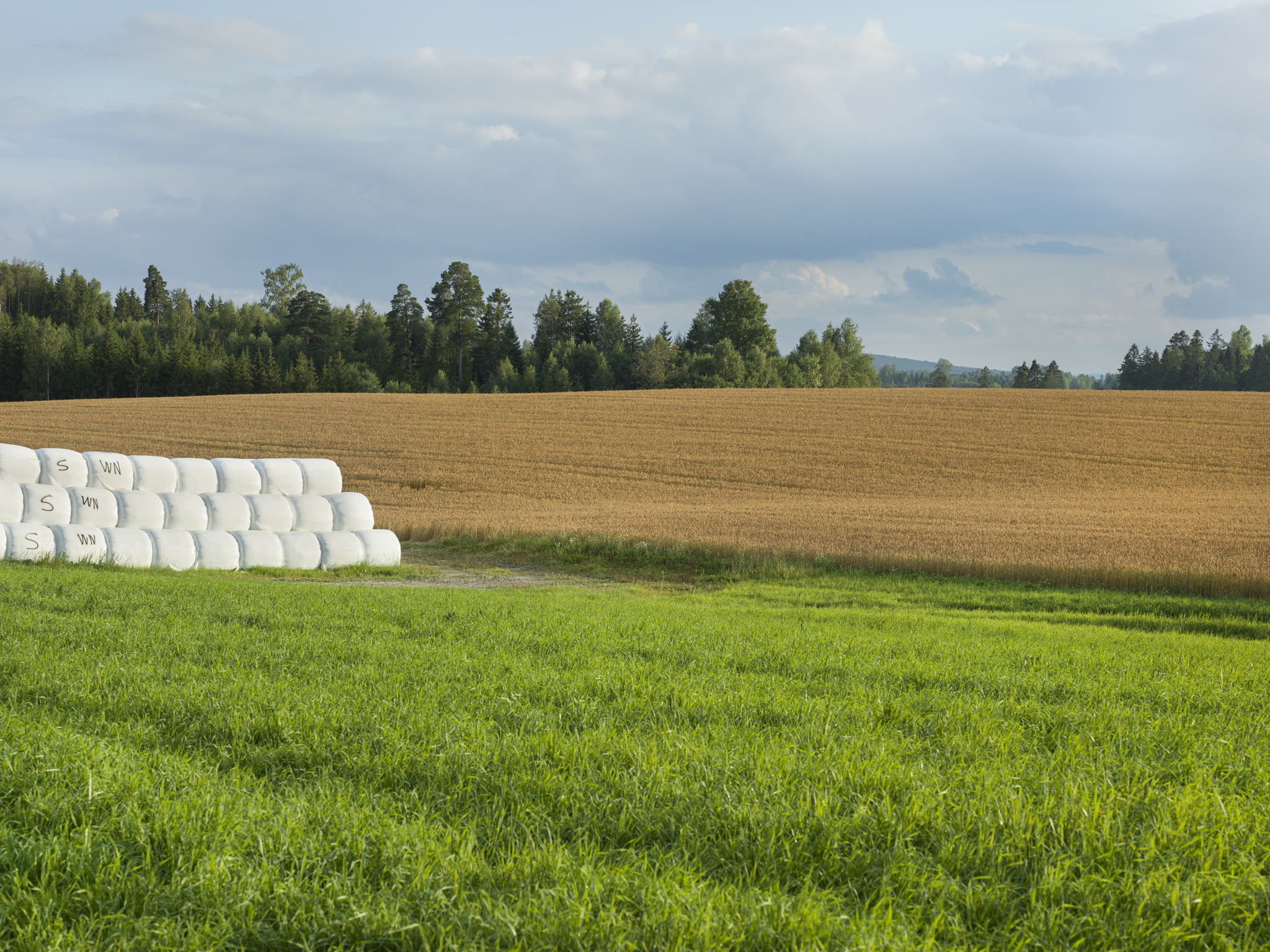 Bilde viser stabel med rundballer på enga. Rundballer er en av de vanligste måtene å konservere gras på i Norge idag.