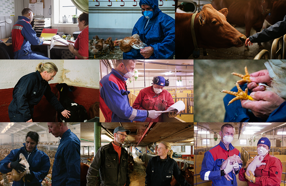 Collage med bilder fra dyrevelferdsbesøk av veterinær