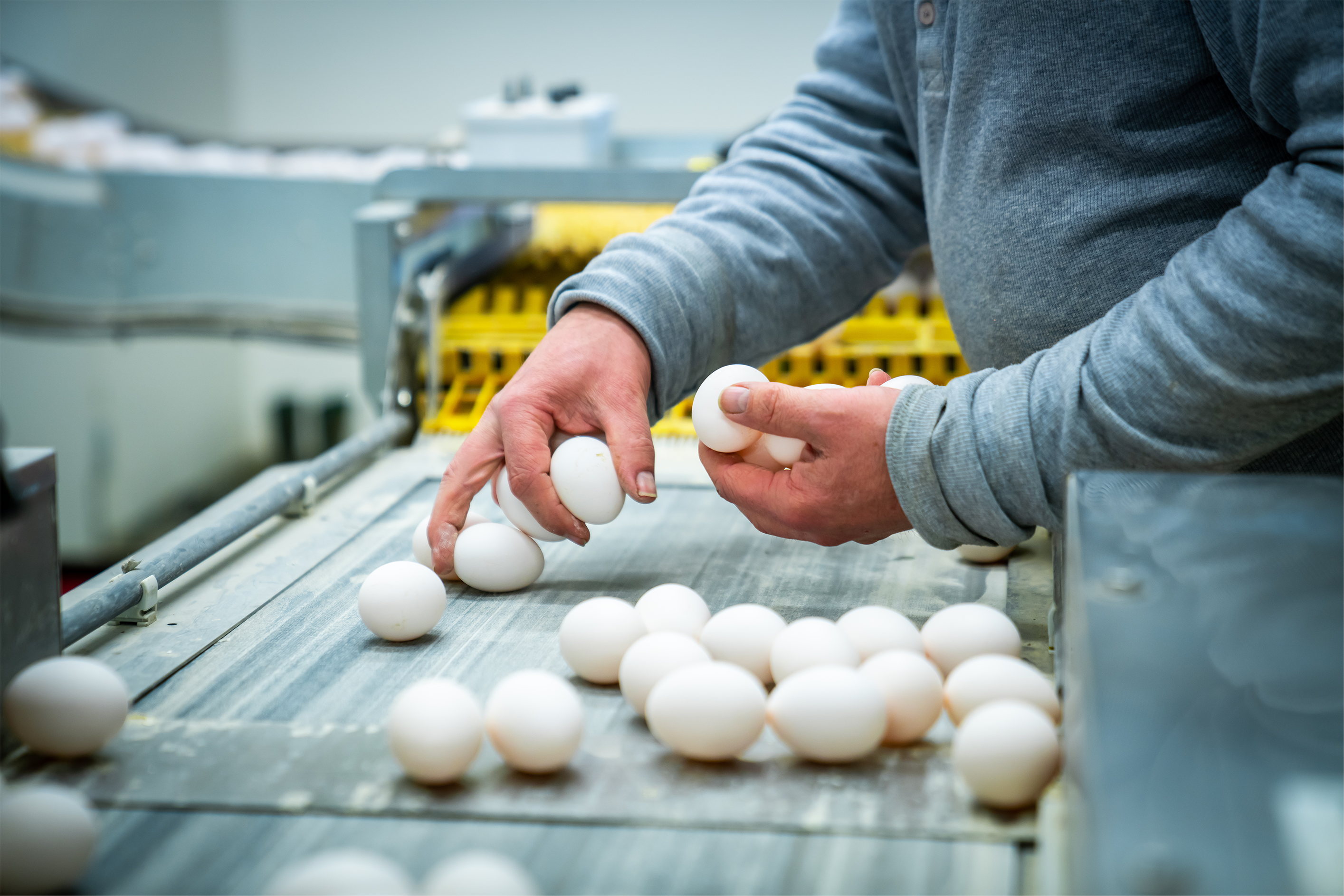 Egg på samlebånd