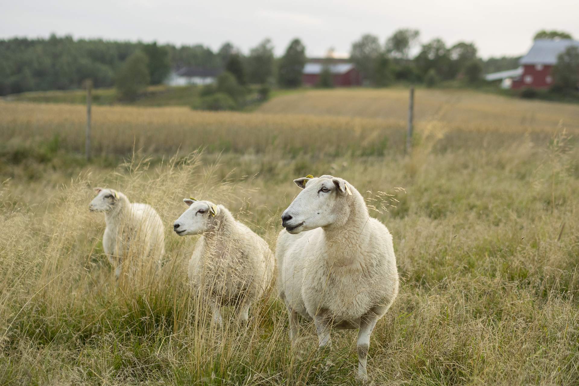 Tre sauer på beite