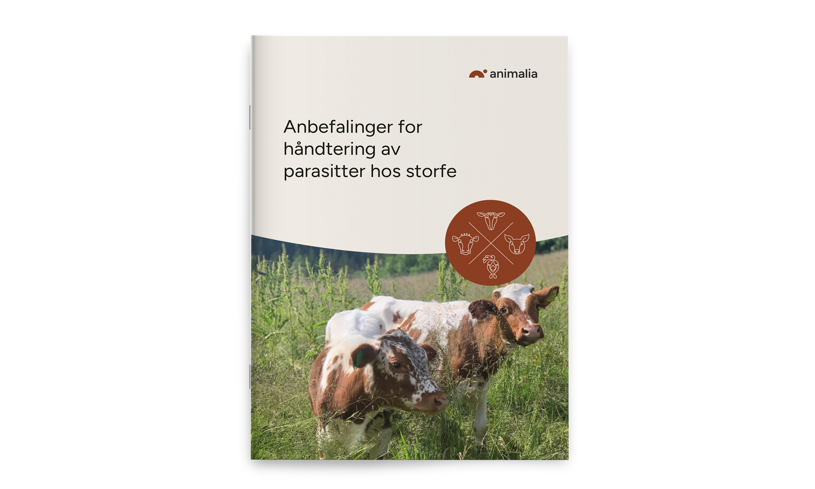 Omslagsbilde på informasjonshefte om parasitter hos storfe