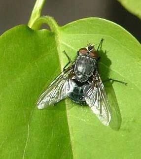 Spyflue