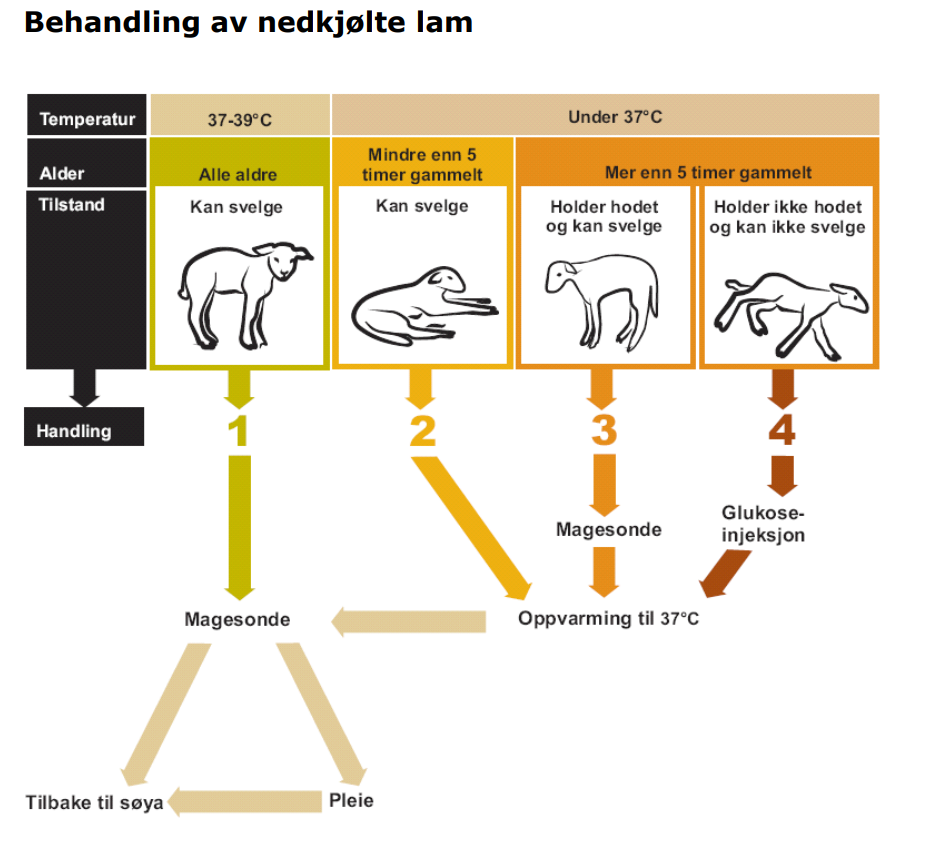 flytskjema oppvarming lam