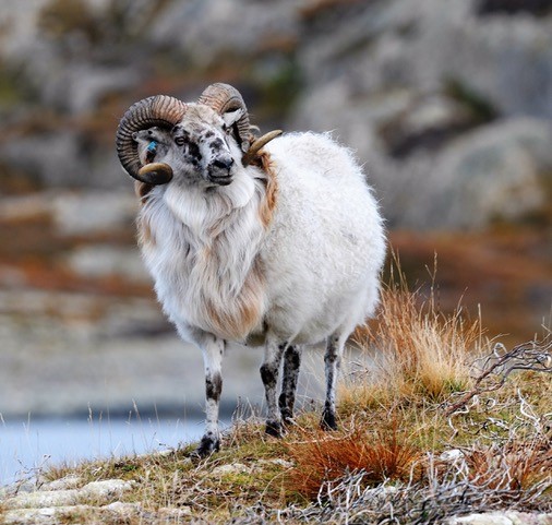 Gammalnorsk sau