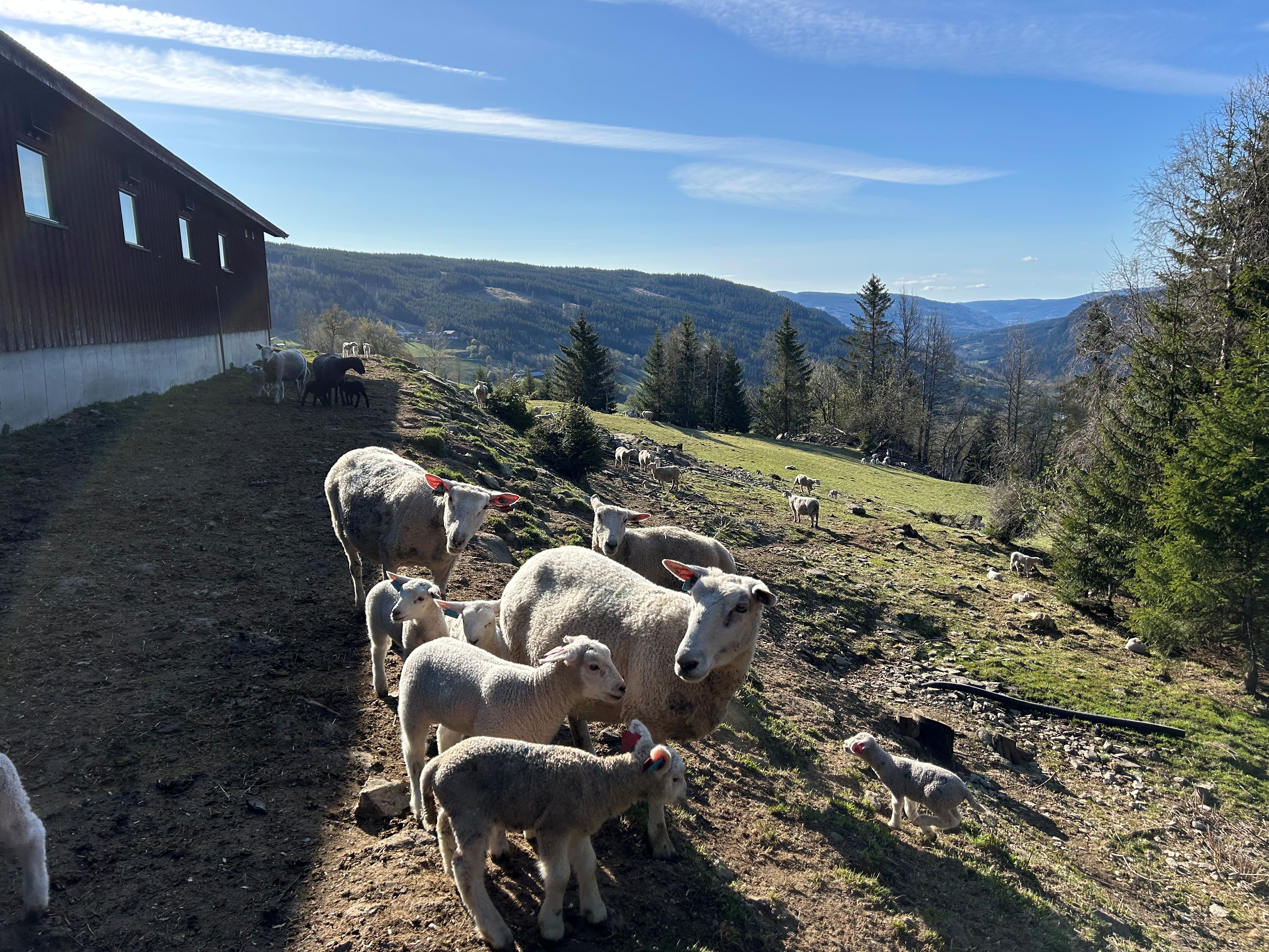 Sau med lam på hjemmebeite utenfor et fjøs