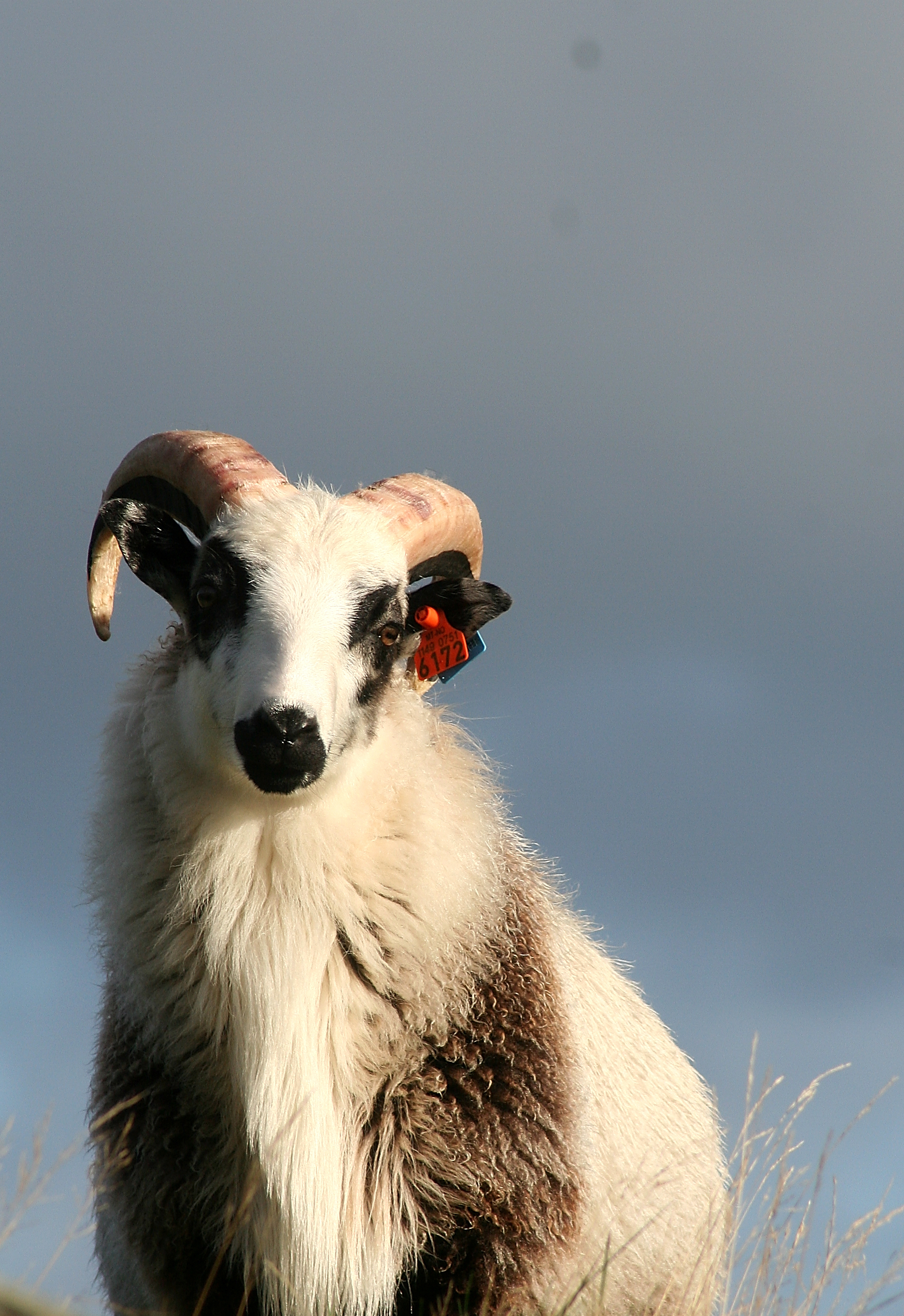 vær