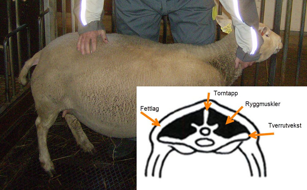 bilde og figur over holdvurdering på sau