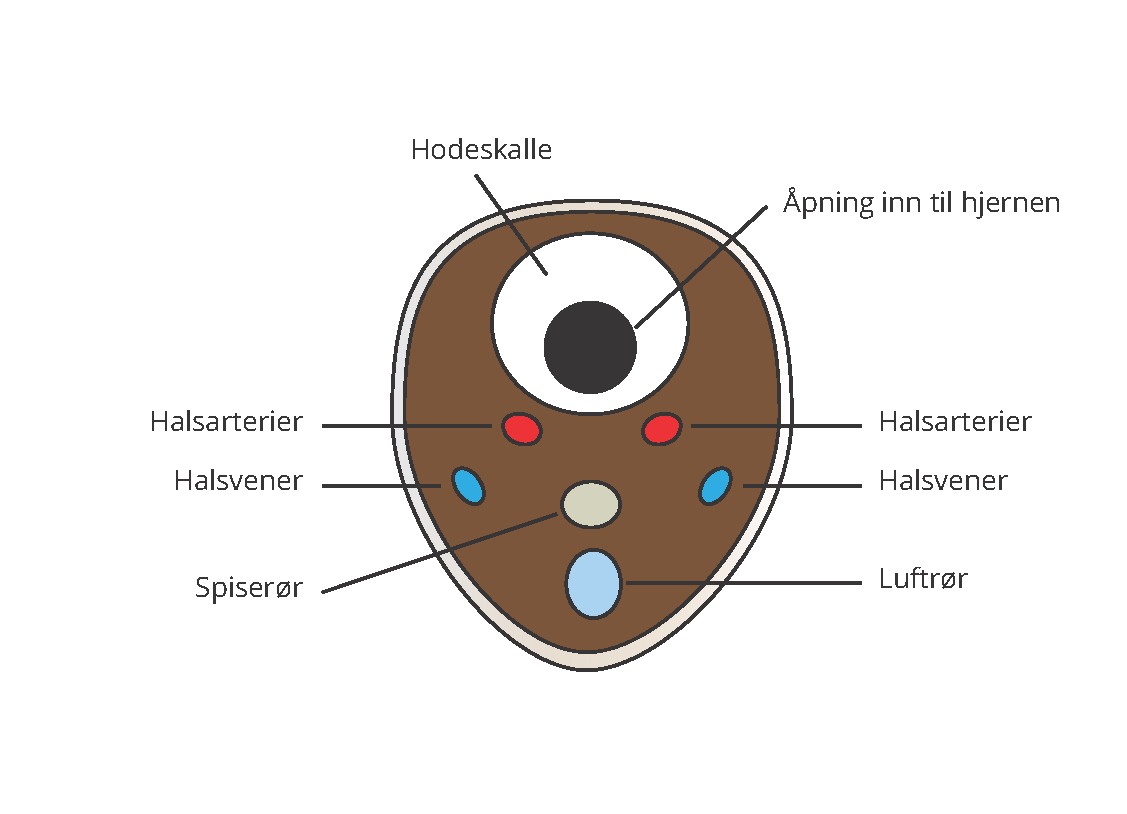 Illustrasjonen viser tverrsnitt av halsen med arterier, luftrør og spiserør for sau og geit.