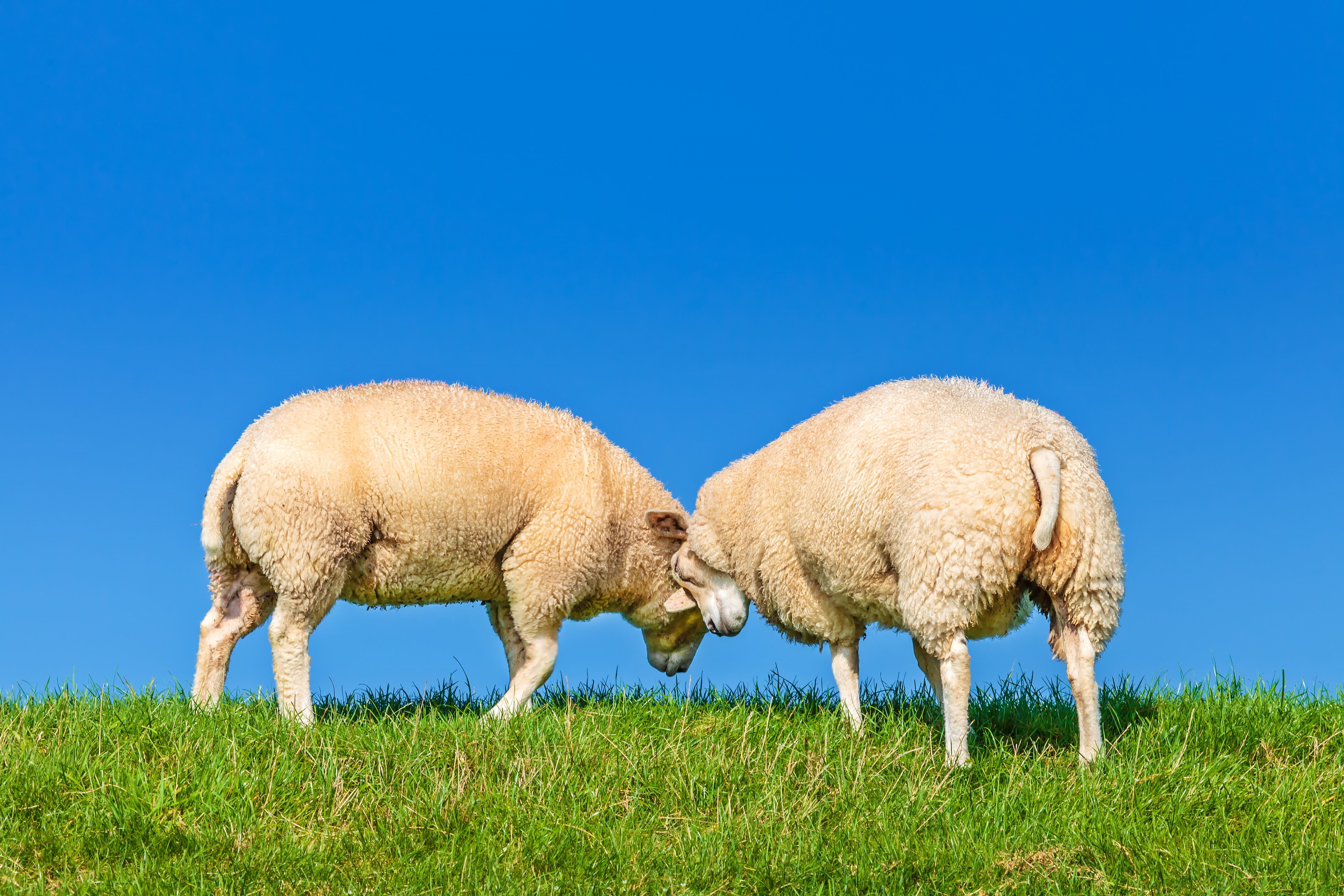 To sauer av rasen texel.