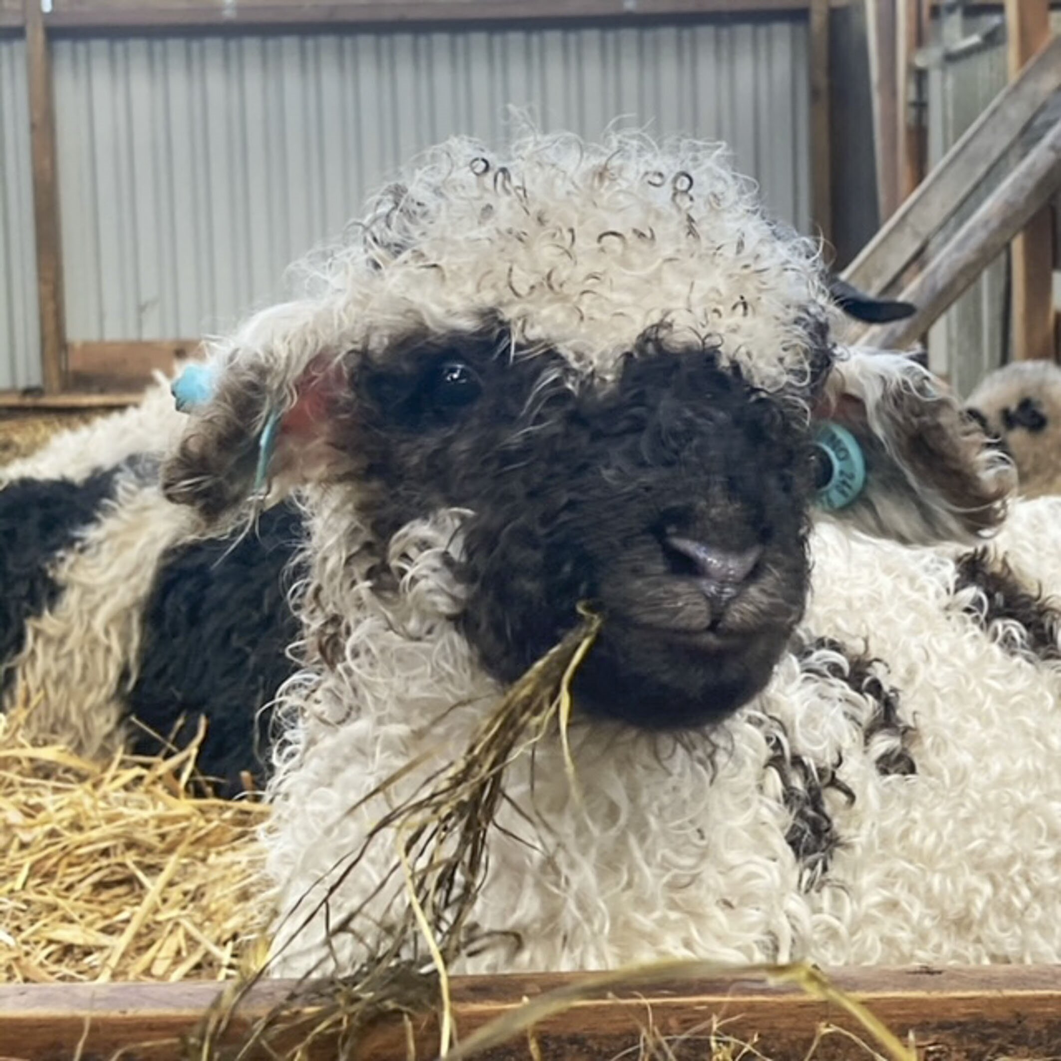 En valais blacknose-sau som spiser.