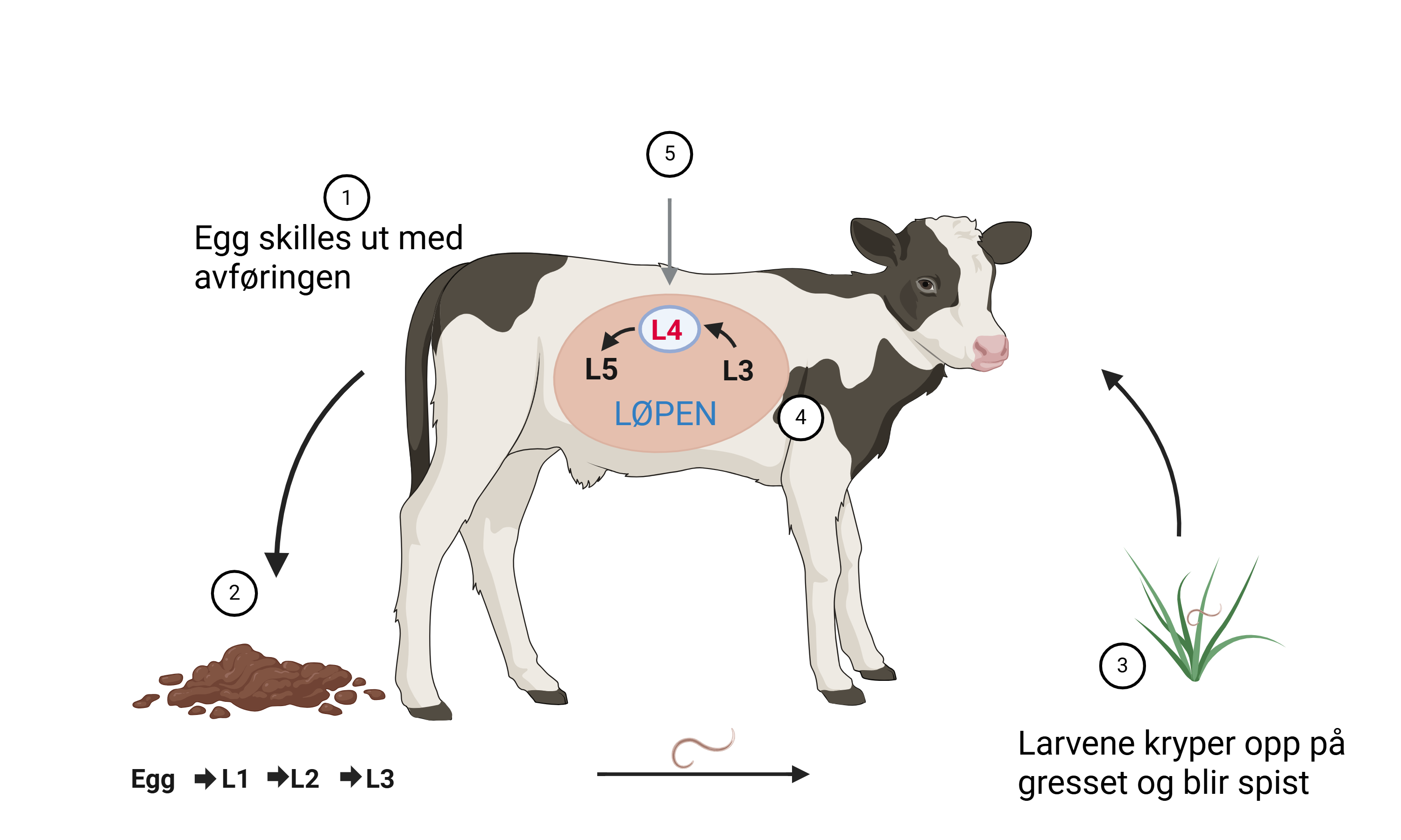 Livssyklusen til løpeorm