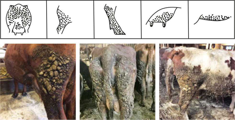 Tre bilder som illustrerer kategori 3 på reinhetsskalaen.