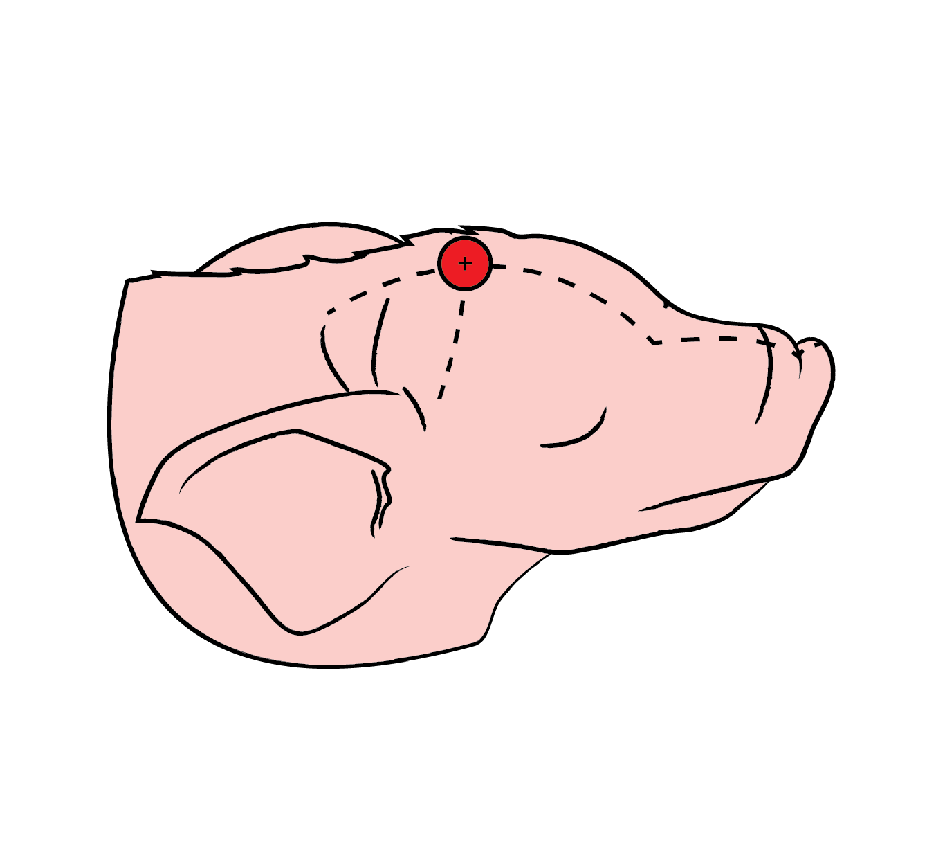 Illustrasjon avliving spedgris med boltpistol.