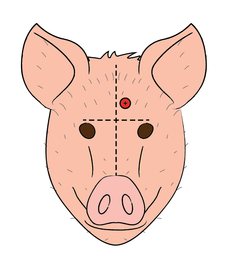 Illustrasjon avliving av purke med poltpistol