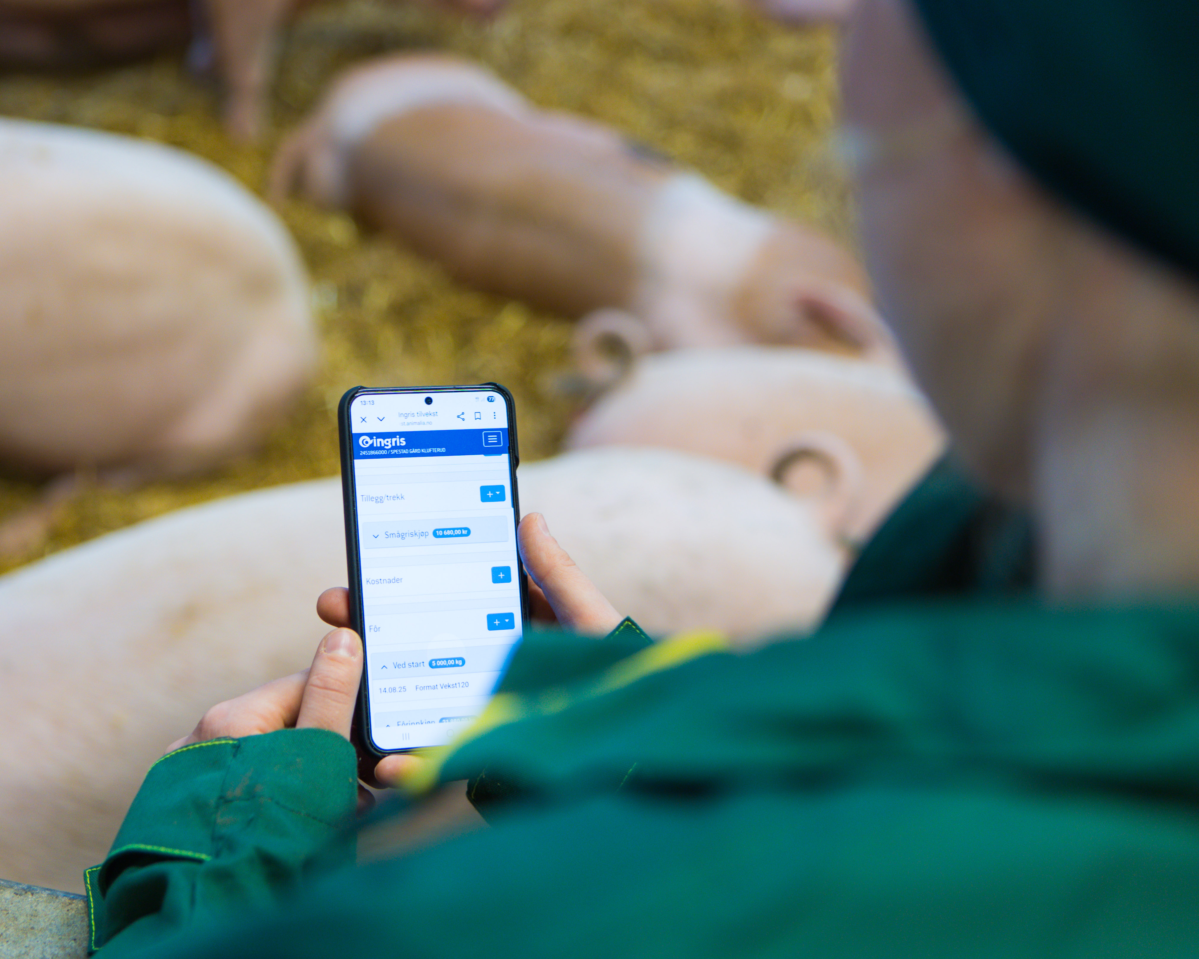 en bonde bruker Ingris på mobilen