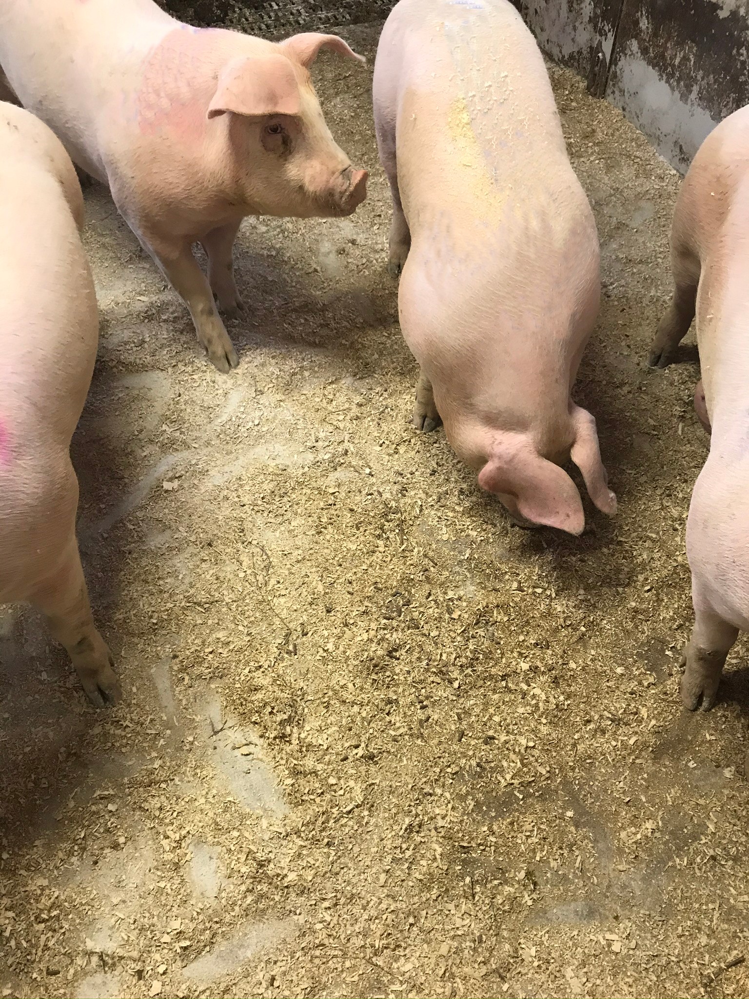 Roepellets og flis som rotemateriale