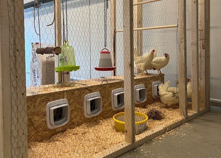 Høner i et bur innendørs, med flere hull til å legge egg og gulv dekket av spon. Mat- og vannbeholdere henger fra taket, og flere høner sitter på pinnen over burene