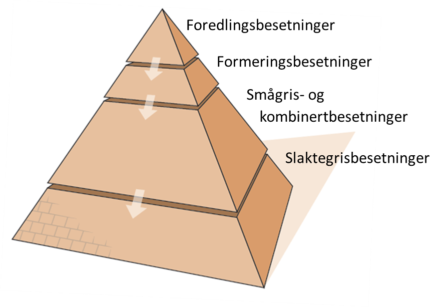Avls- og helsepyramiden i svineproduksjonen  skal sikre god avlsframgang og helse for grisene. All omsetning av gris mellom besetninger skal foregå nedover i pyramiden. Avlsbesetningene blir fulgt tett opp av veterinær og rådgiver, og det tas jevnlig prøver som skal sikre at man raskt oppdager eventuell sjukdom. 
