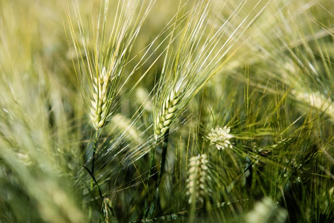 Nærbilde av modne byggstrå i en åker, med lange, grønngule strå og aks som strekker seg oppover. Bakgrunnen er fylt med uskarpe strå som skaper en myk og naturlig atmosfære.