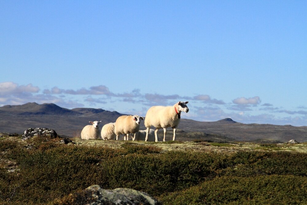 Sau på utmarksbeite, fotografert i fjellandskap under en klar, blå himmel. Tre sauer står på en gresskledd høyde, med fjell i bakgrunnen.