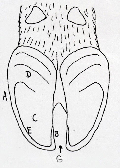 Figur 1. Skisse av klauvkapselen sett fra bæreflaten. A: Utvendig klauvvegg, B: Innvendig klauvvegg, C: Sålehorn, D: Ballehorn, E: Den hvite linjen (ofte ikke hvit), G: Klauvspalten