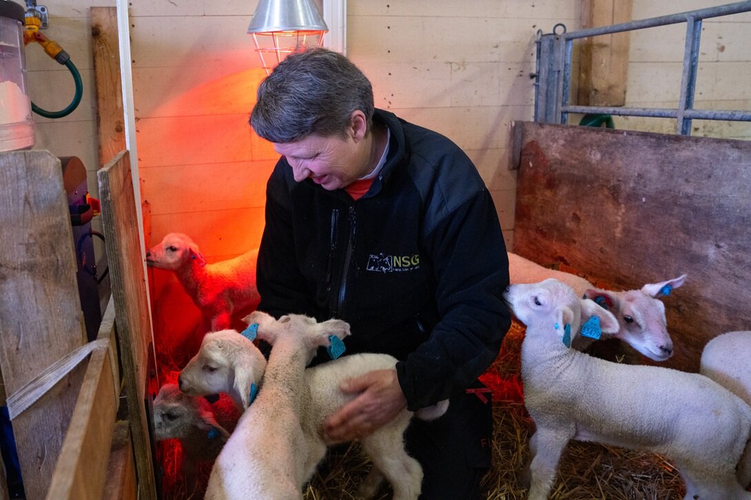 En bonde tar vare på lam under en varmelampe i fjøset