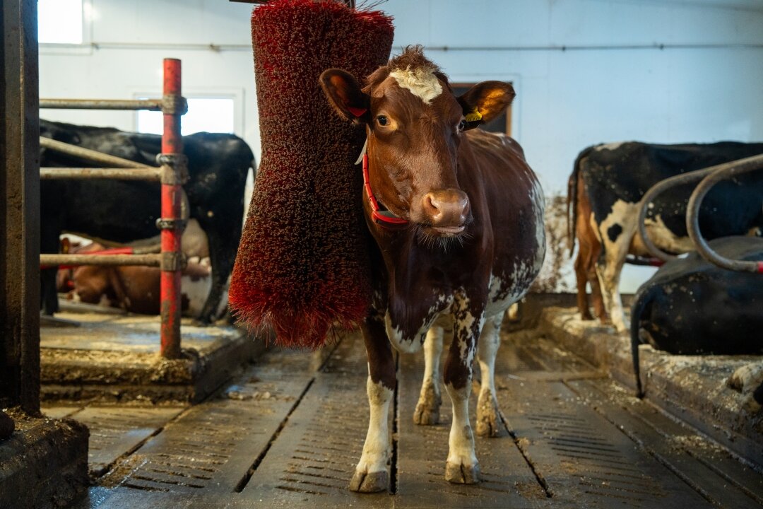 En rødbrun ku med hvite flekker står i et fjøs og bruker en rød roterende børste for rengjøring og komfort.