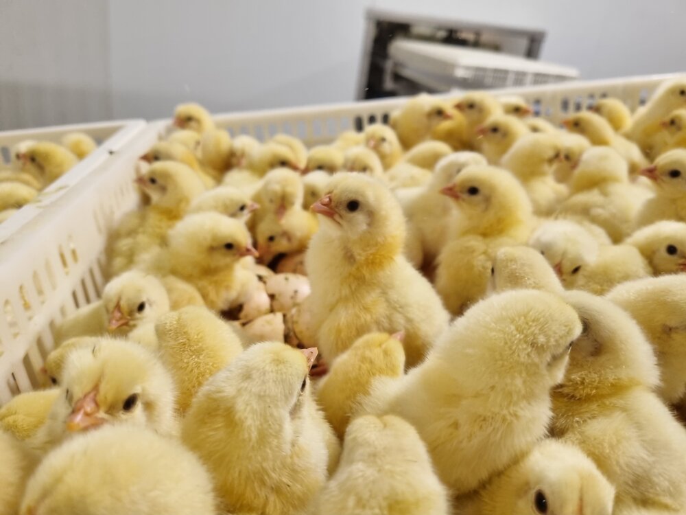 En gruppe gule kyllinger samlet innendørs