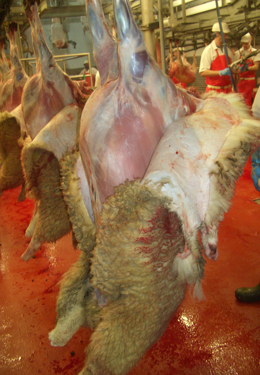 Flåing av slakt med lang ull. Skinnet blir stivt og krenger inn, slik at kjøttet blir forurenset