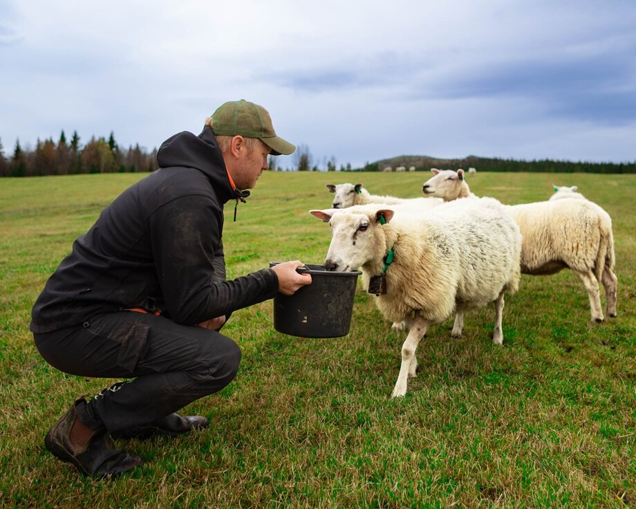 Sauekontrollen hjelper Tore med å holde oversikt over produksjonen, planlegge avl, og velge ut livdyr. I tillegg har han dokumentasjon lett tilgjengelig når han skal søke produksjonstilskudd. 