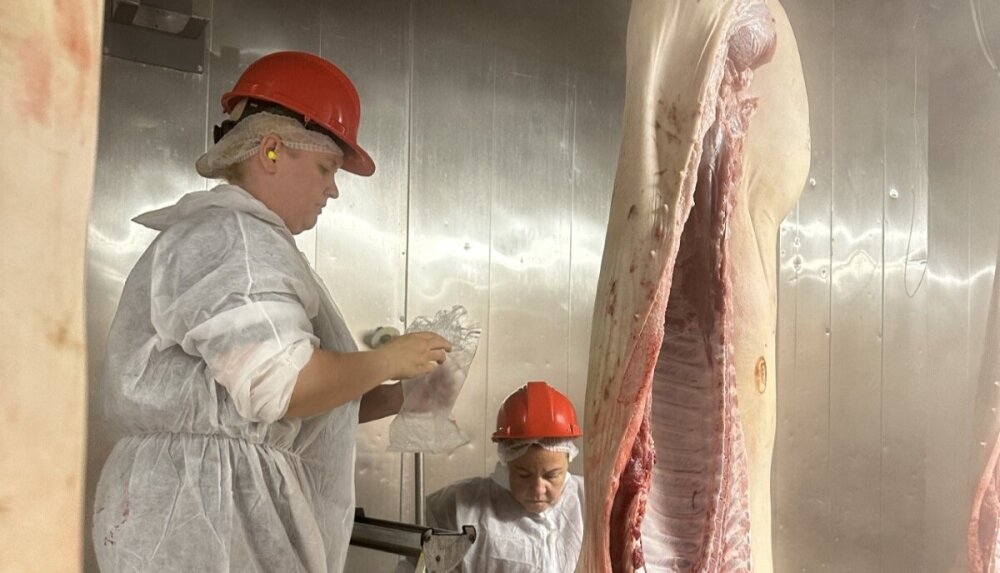 Janne Holthe, spesialveterinær i Animalia, samler prøver fra en slakteskrott under slakteprosessen som del av doktorgradsprosjektet Hygenea Pork.