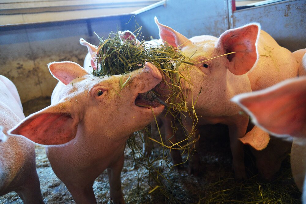 To griser spiser høy innendørs.